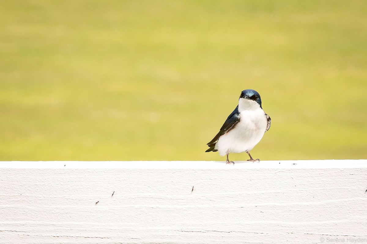 Golondrina Bicolor - ML331166781