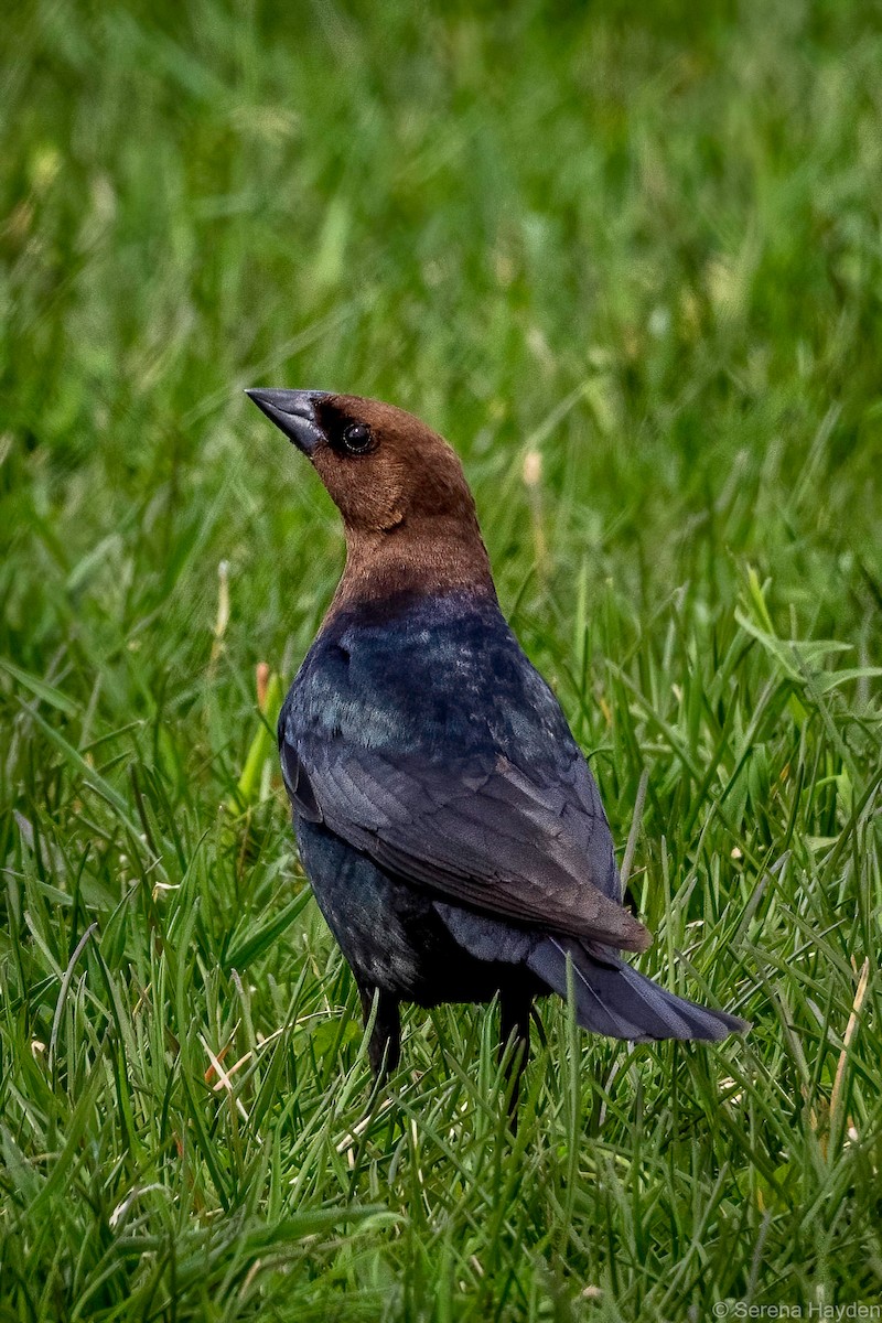 Brown-headed Cowbird - ML331166811