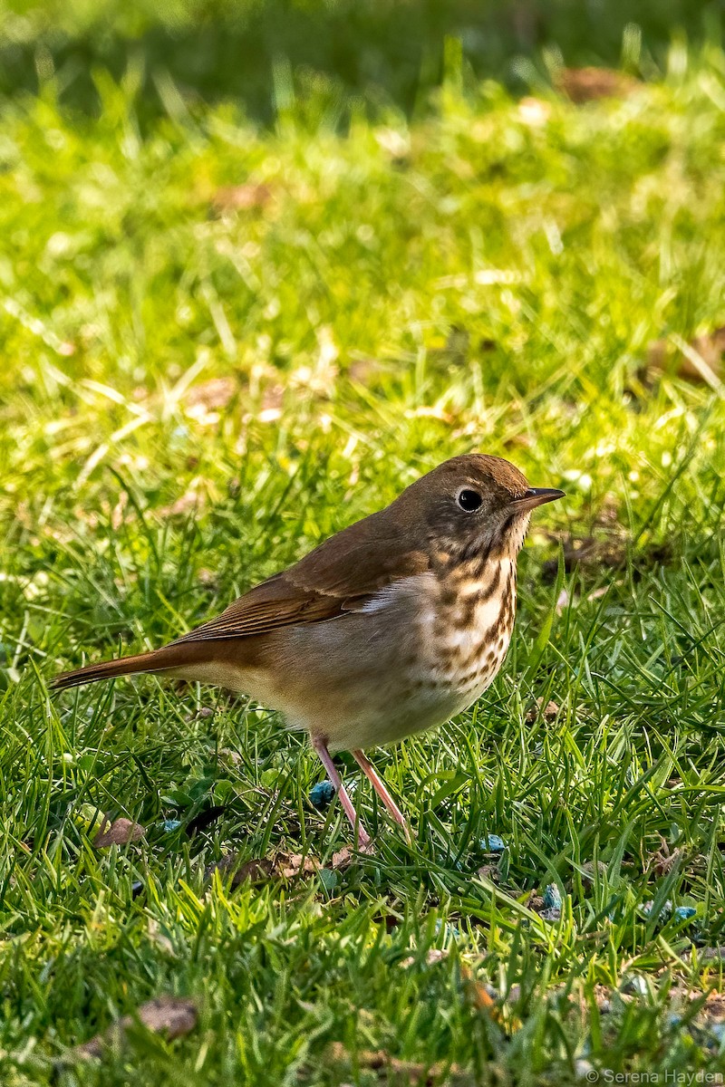 Hermit Thrush - ML331166881