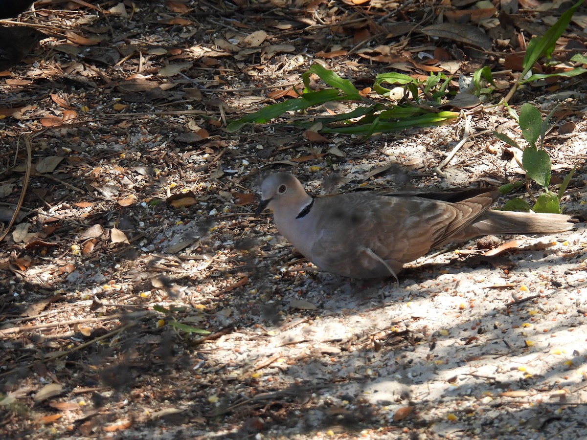 Eurasian Collared-Dove - ML331167761