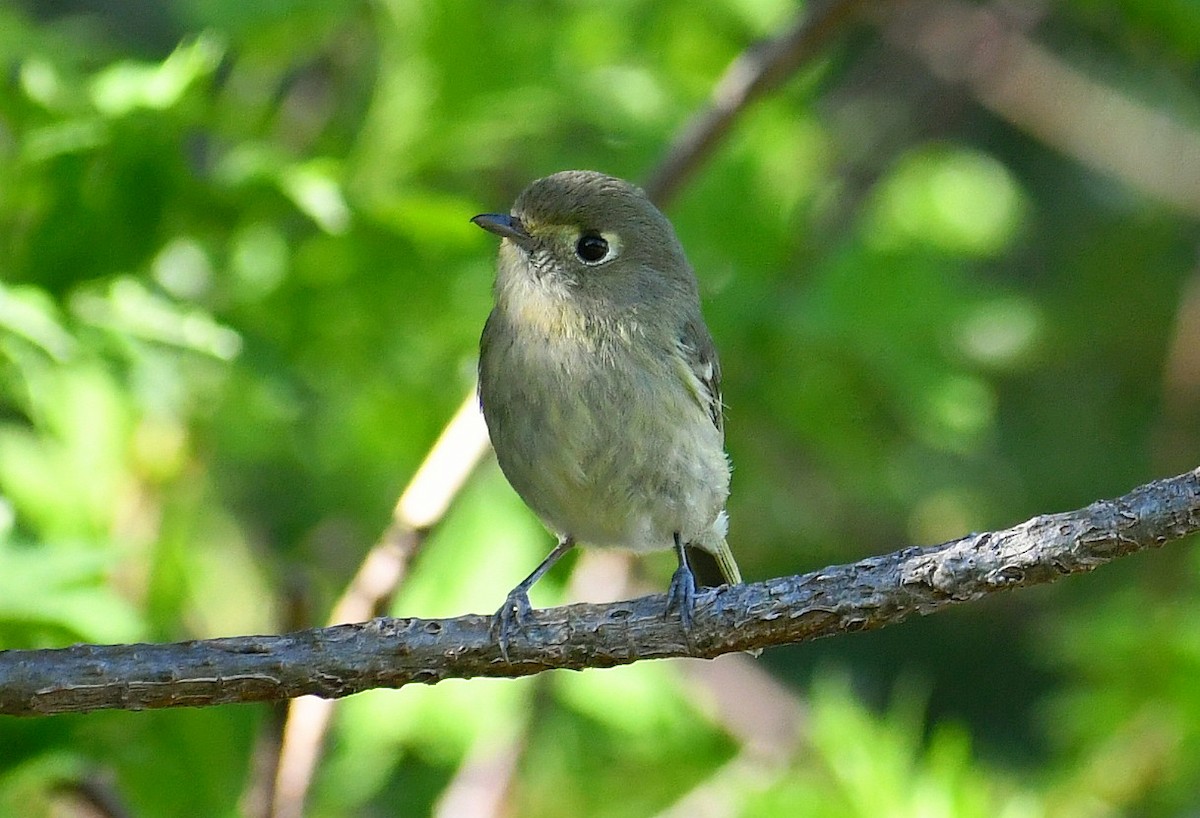 Hutton's Vireo - ML331167871