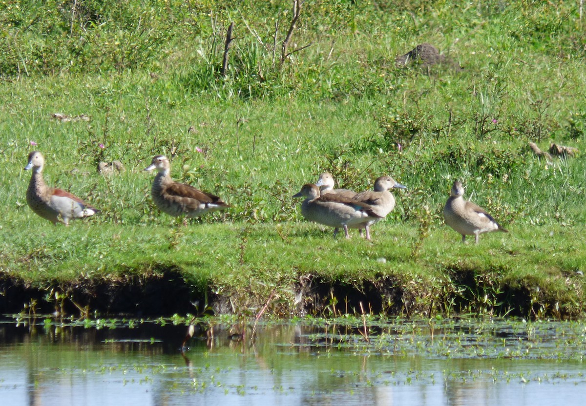 Ringed Teal - ML331169571