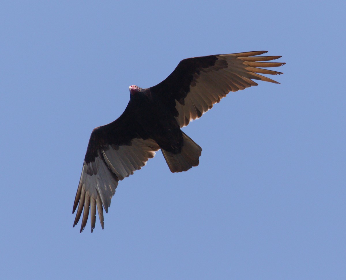 Turkey Vulture - ML331173751