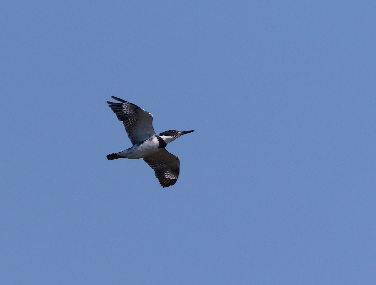 Belted Kingfisher - ML331173761