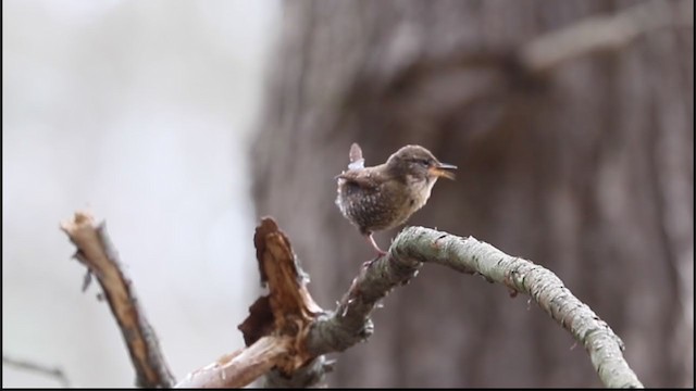 Winter Wren - ML331173851