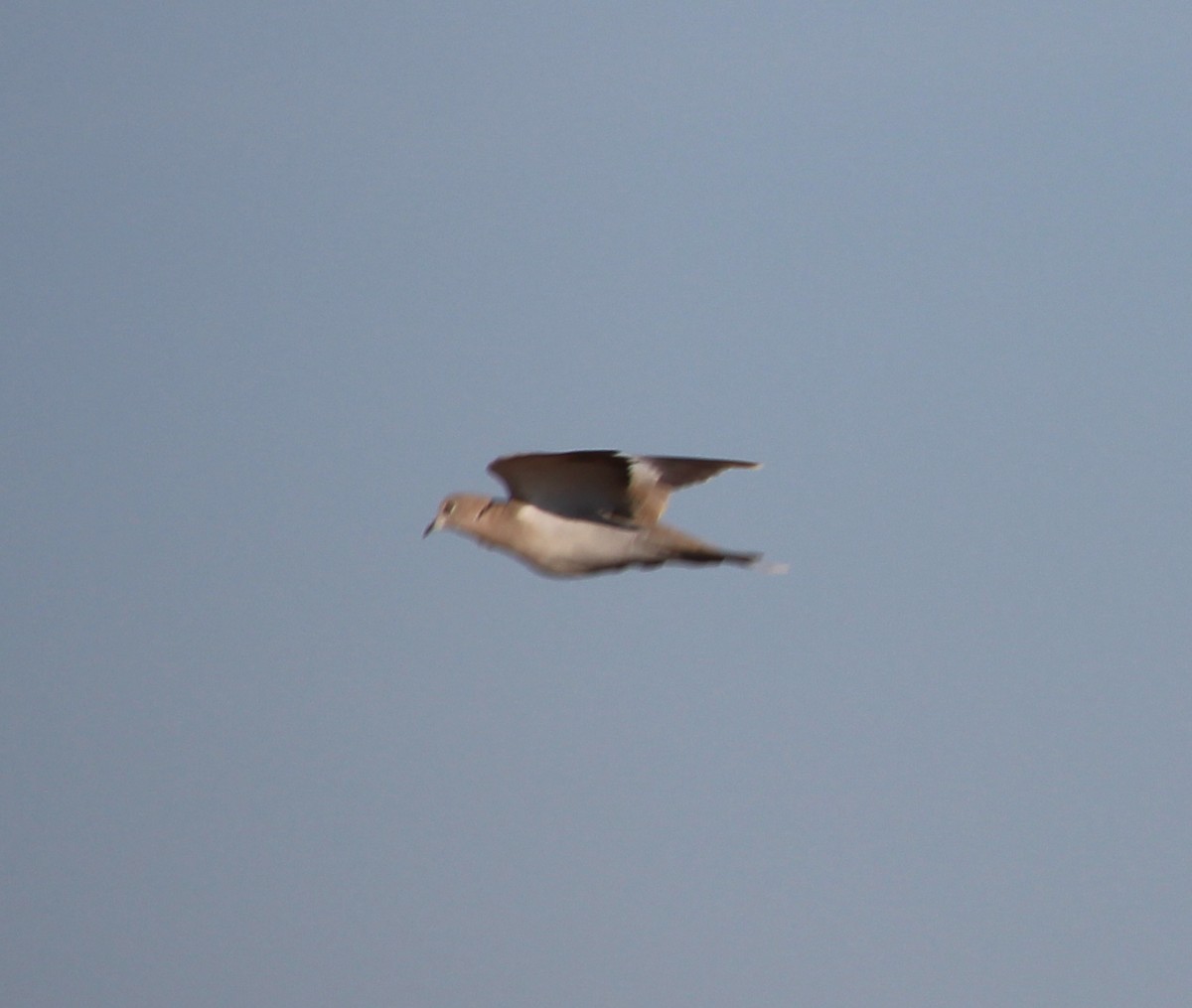 Eurasian Collared-Dove - ML33117681