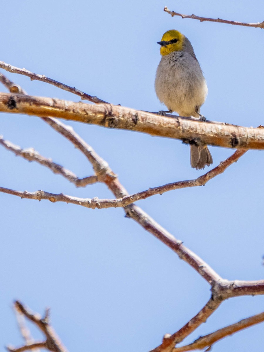 Pájaro Moscón Baloncito - ML331176811