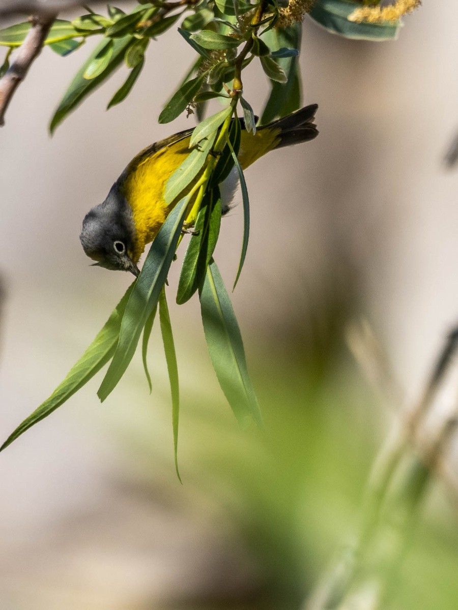 Nashville Warbler - ML331177131