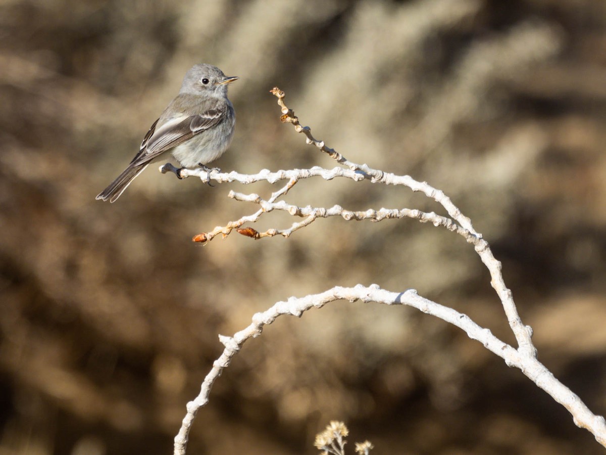 Gray Flycatcher - ML331177381