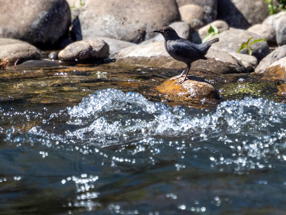 American Dipper - ML331177821