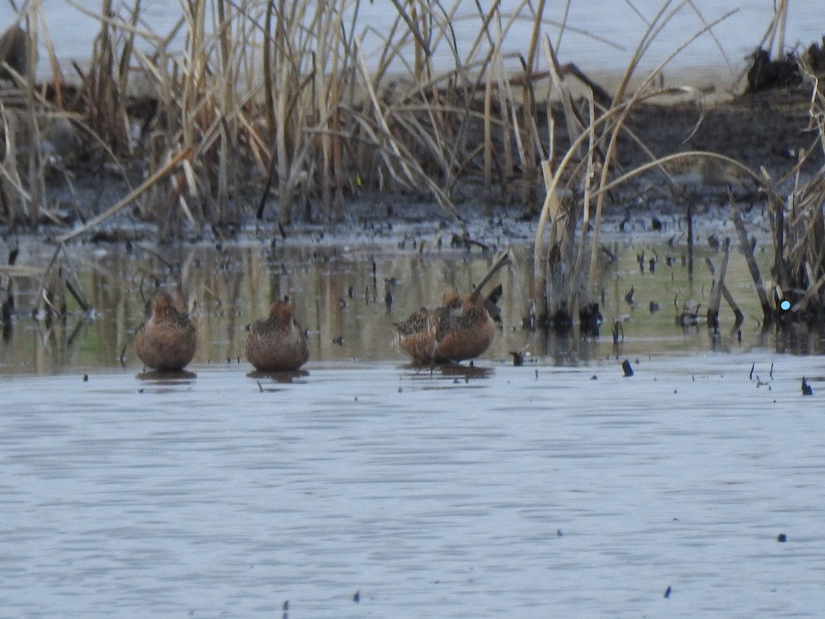 Long-billed Dowitcher - ML331180701