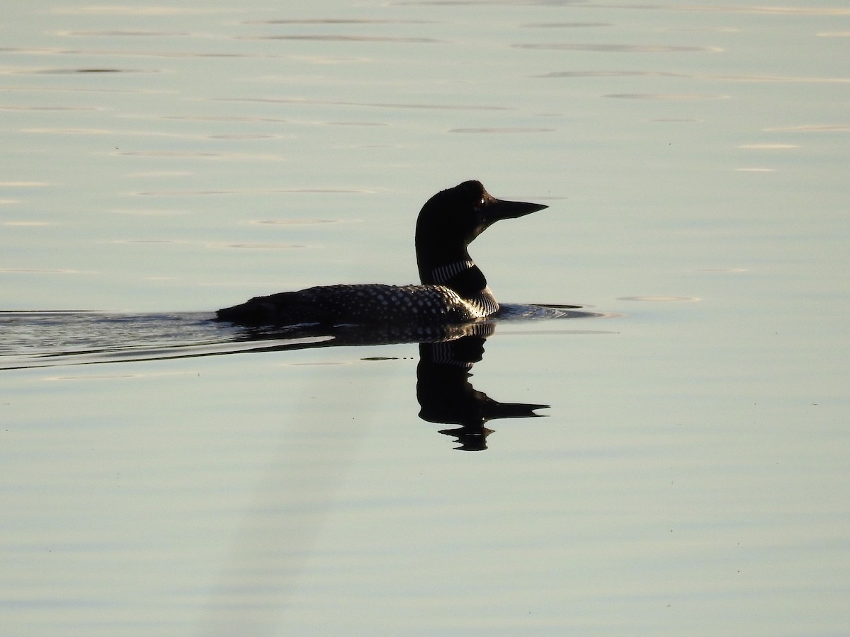 Plongeon huard - ML331181321