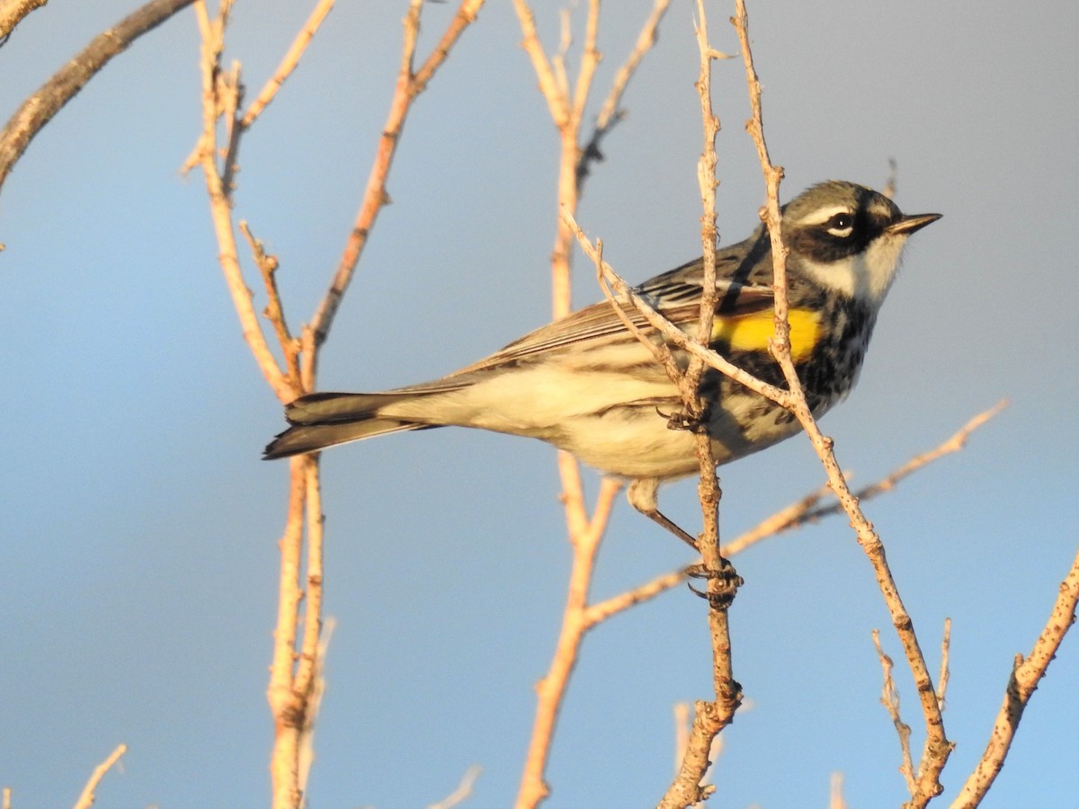 Yellow-rumped Warbler - ML331181571