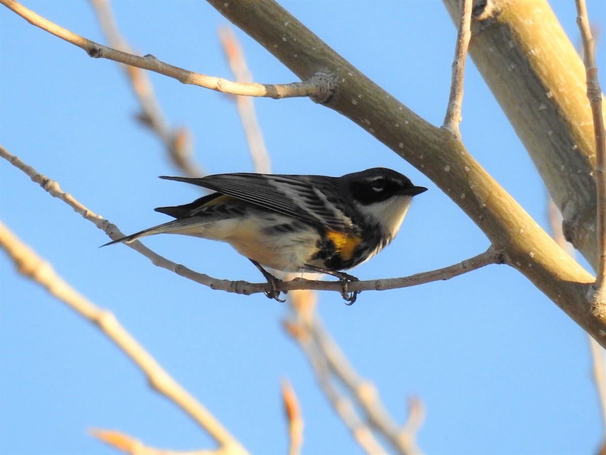 Yellow-rumped Warbler - ML331181581