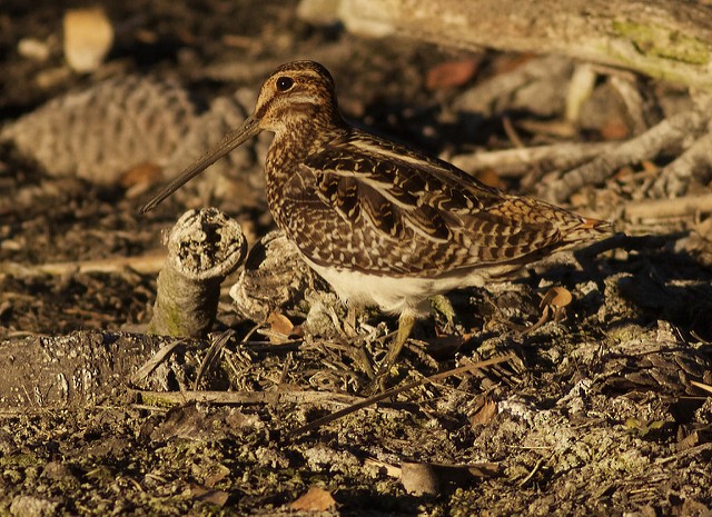 Wilson's Snipe - ML33118161