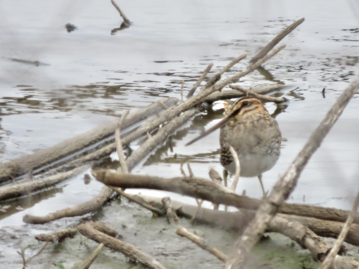 Wilson's Snipe - Lisa Owens