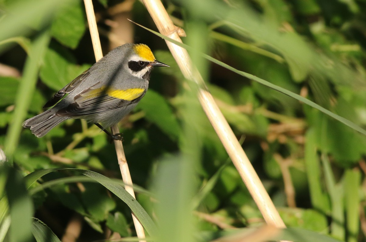 Golden-winged Warbler - Cameron Rutt