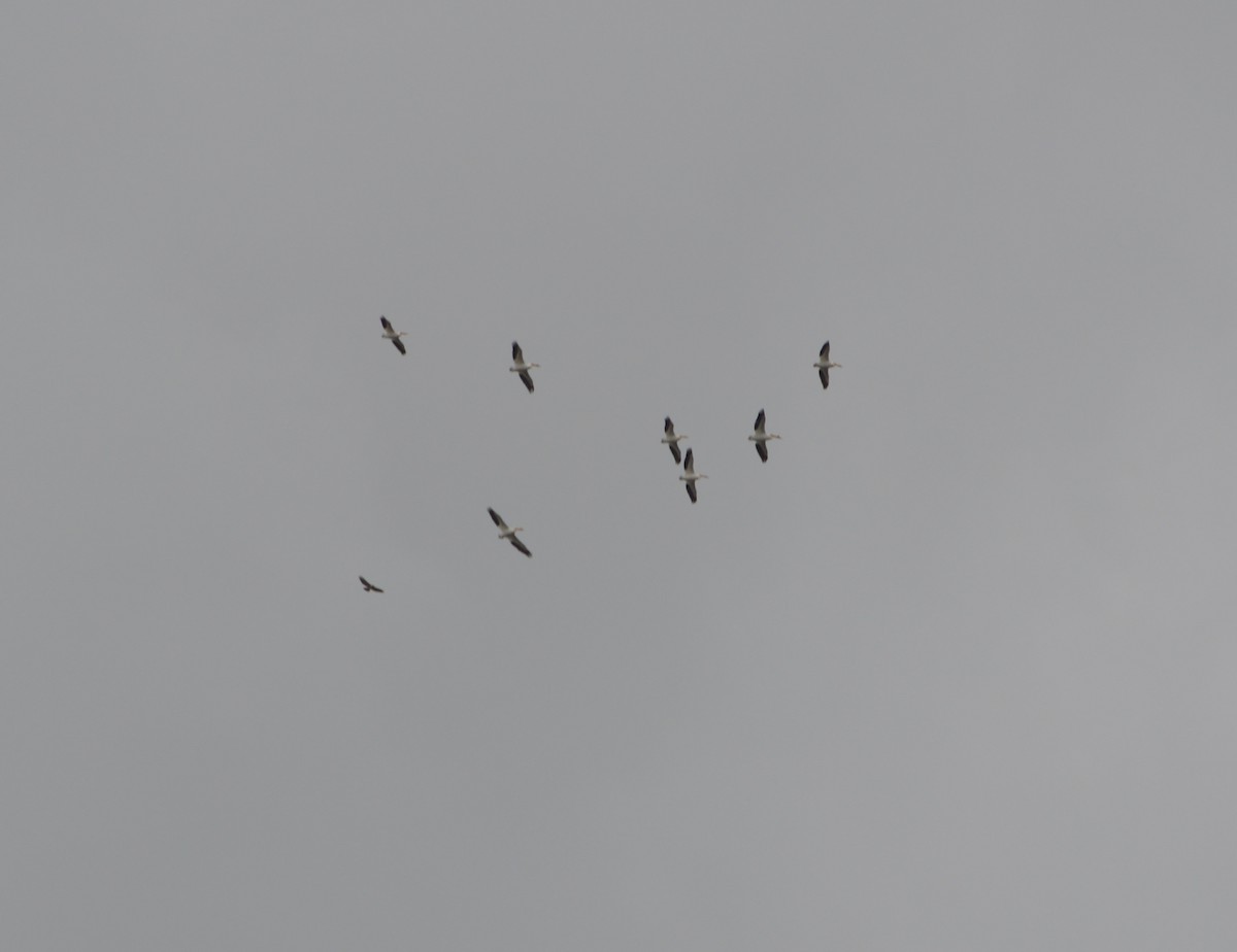 American White Pelican - ML331183471