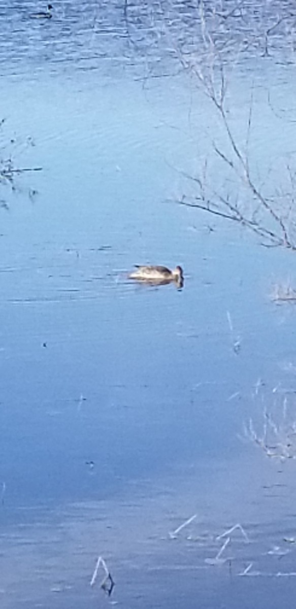 Northern Pintail - ML331183731