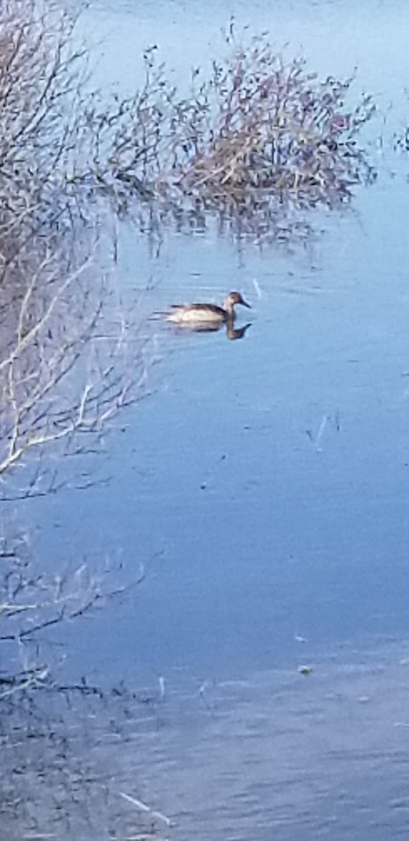 Northern Pintail - ML331183751