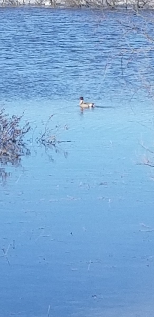 Northern Pintail - ML331184021