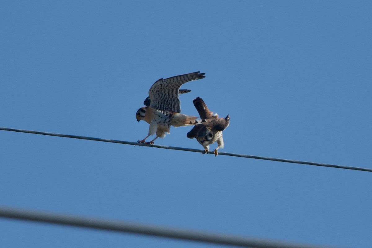 American Kestrel - ML331184251