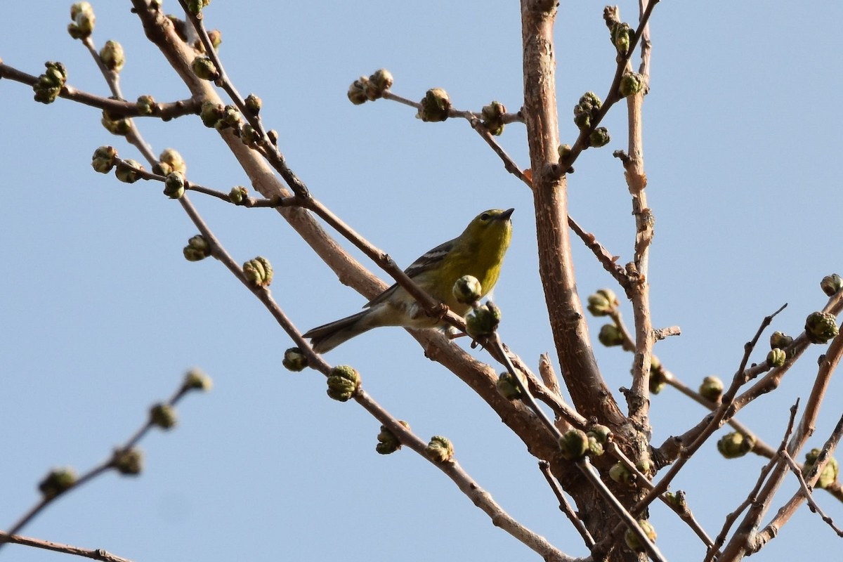 Pine Warbler - ML331185091