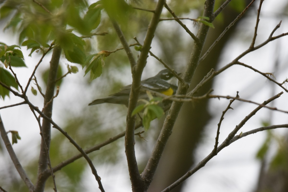 Yellow-rumped Warbler - ML331185151