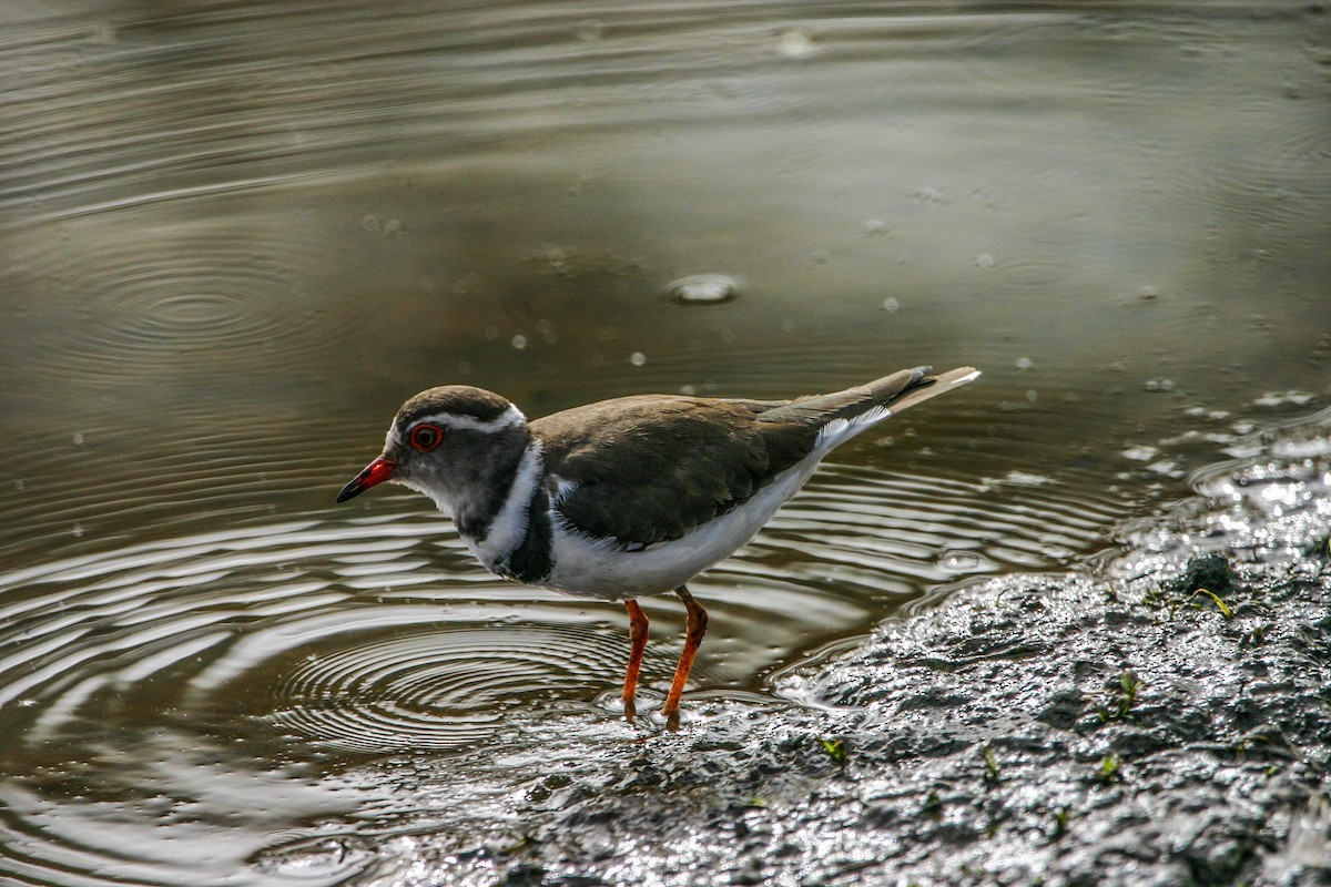 Three-banded Plover - ML331191121