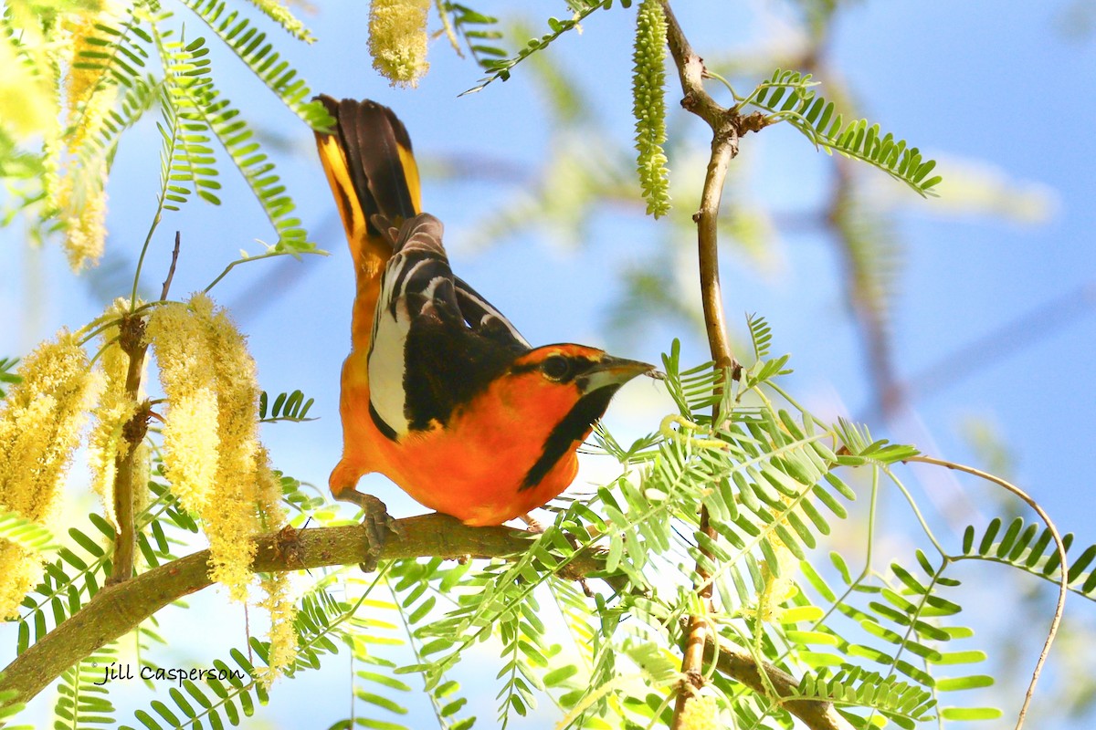 Bullock's Oriole - Jill Casperson