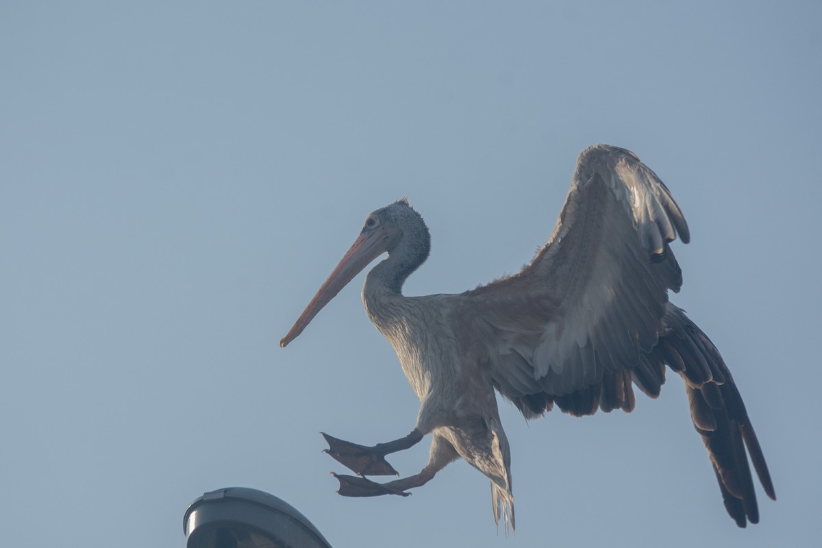 pelikán skvrnozobý - ML331192731
