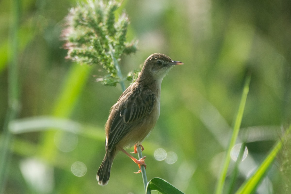 Zitting Cisticola - ML331192791