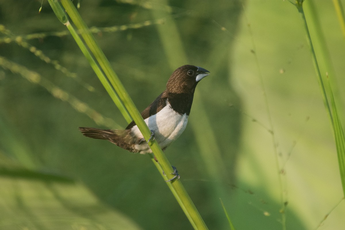 White-rumped Munia - Clarence Cooray