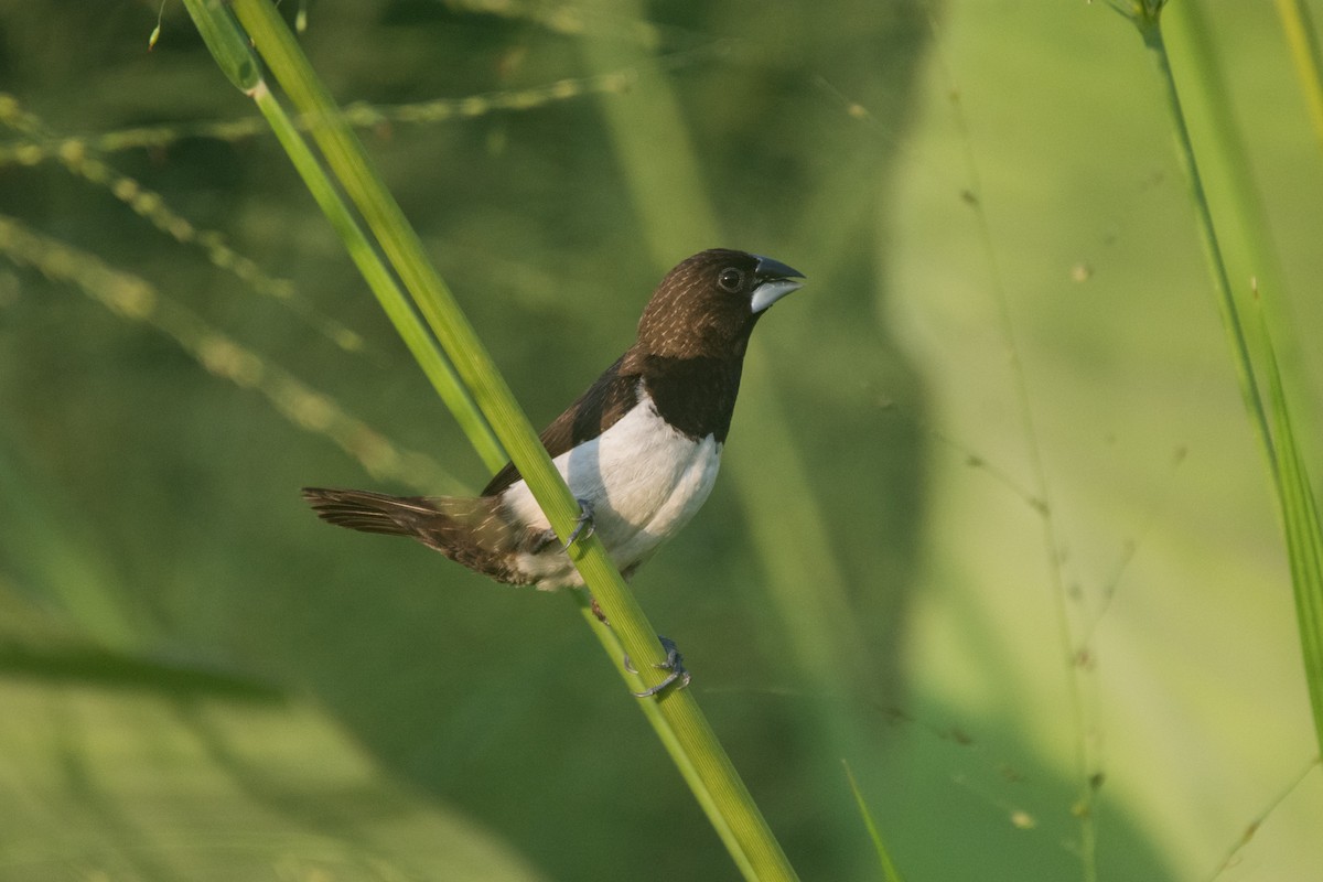 White-rumped Munia - ML331192881