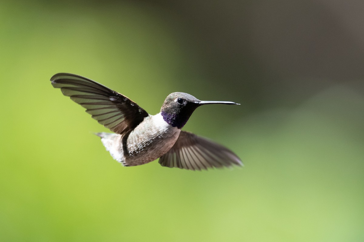 Black-chinned Hummingbird - Preston Sowell