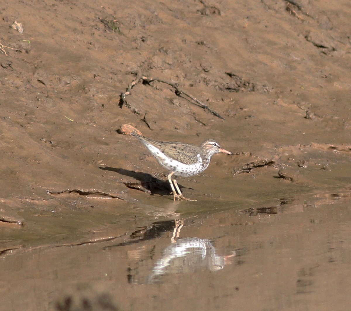 Spotted Sandpiper - Gary Graves