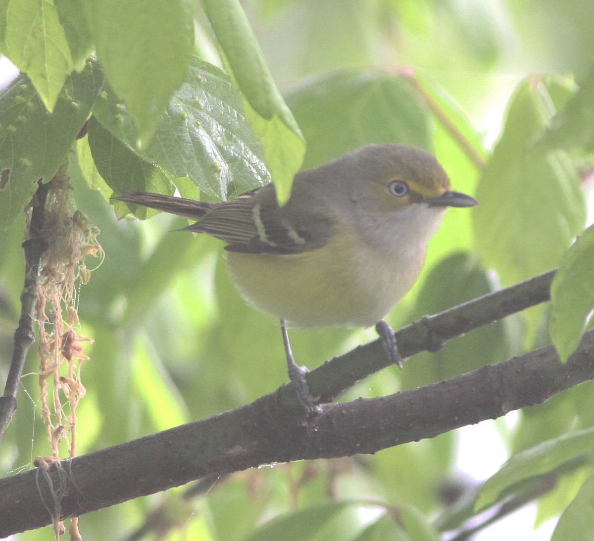 White-eyed Vireo - Gary Graves