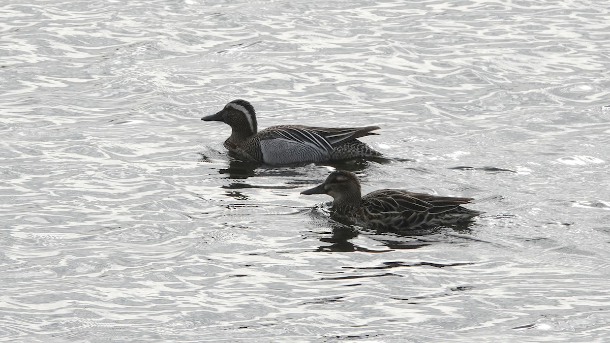 Garganey - ML331197531