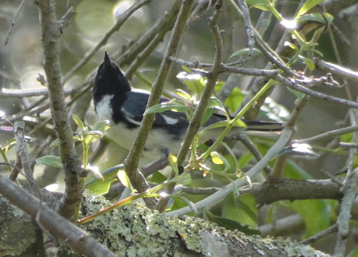 Black-throated Blue Warbler - ML331198191