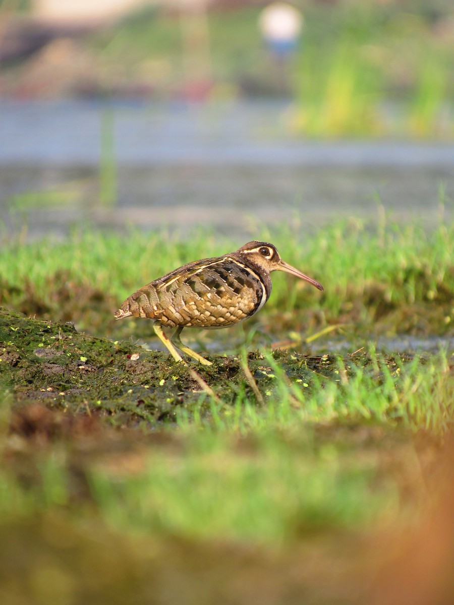 Greater Painted-Snipe - ML331198301