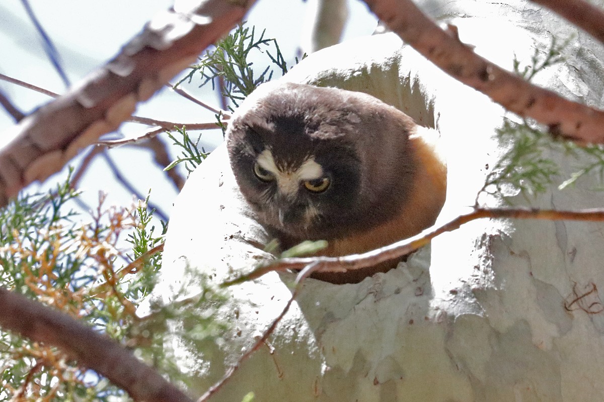 Northern Saw-whet Owl - ML331199901