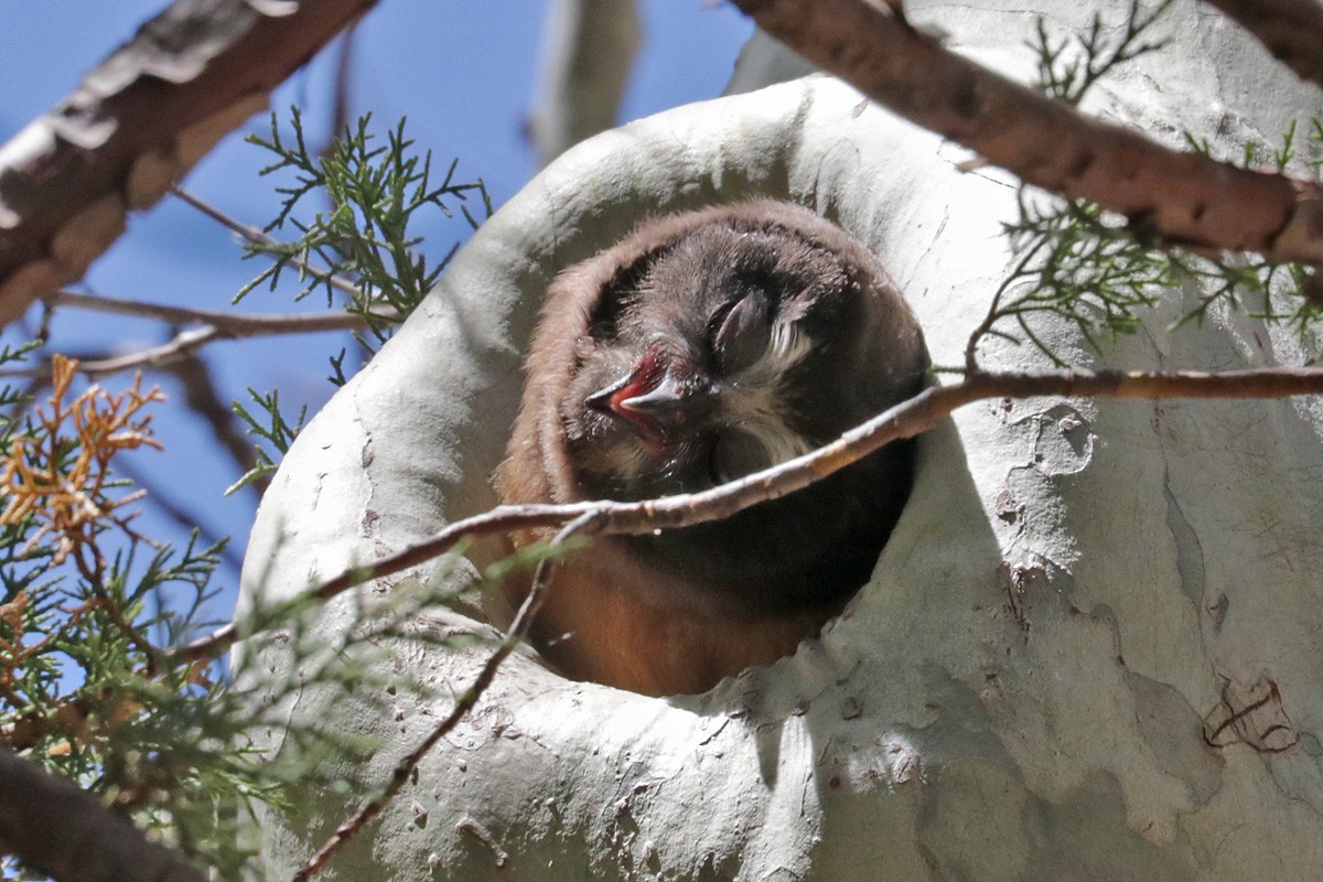 Northern Saw-whet Owl - ML331199941