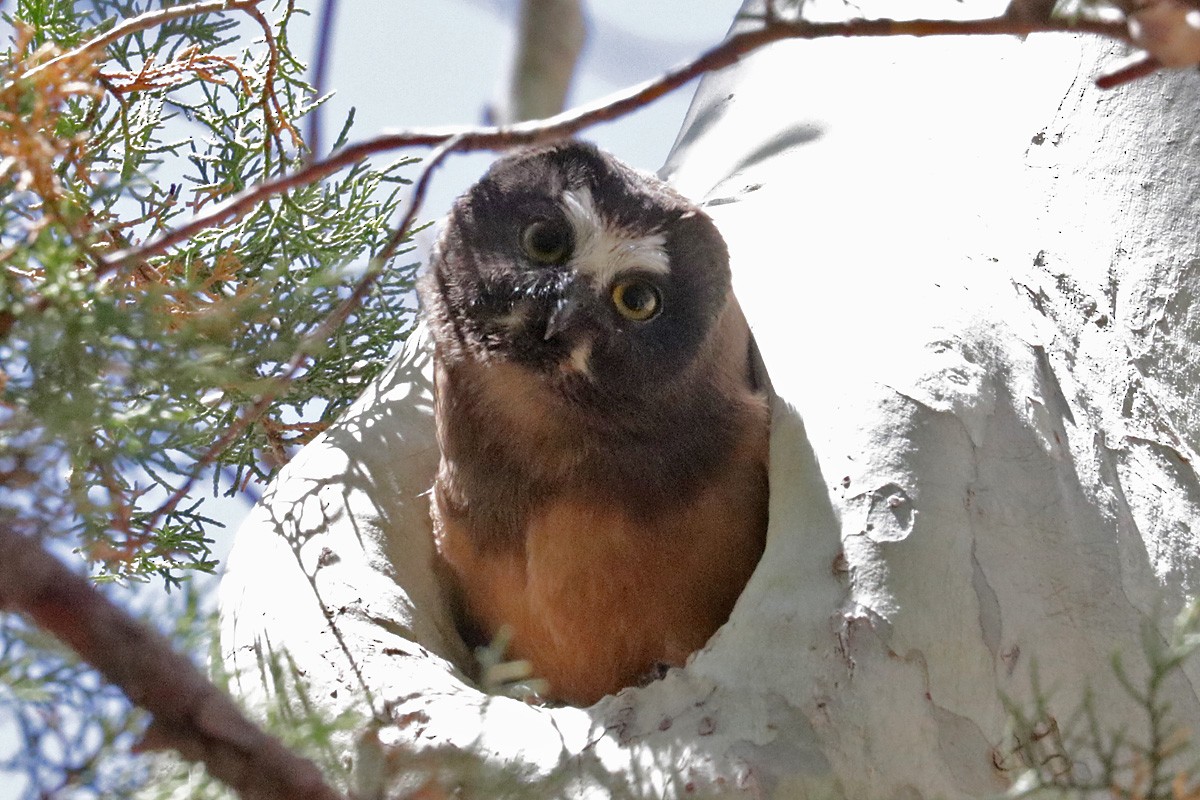 Northern Saw-whet Owl - ML331199961