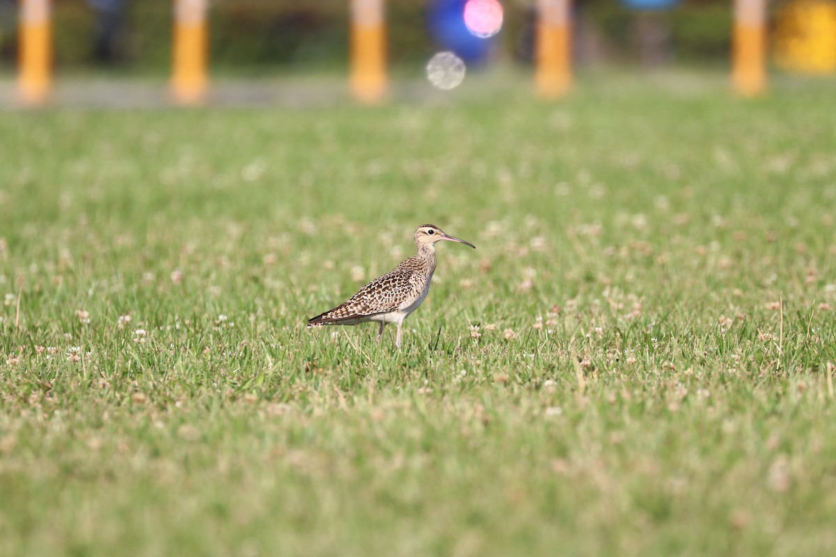 Little Curlew - Chi-Hsuan Shao