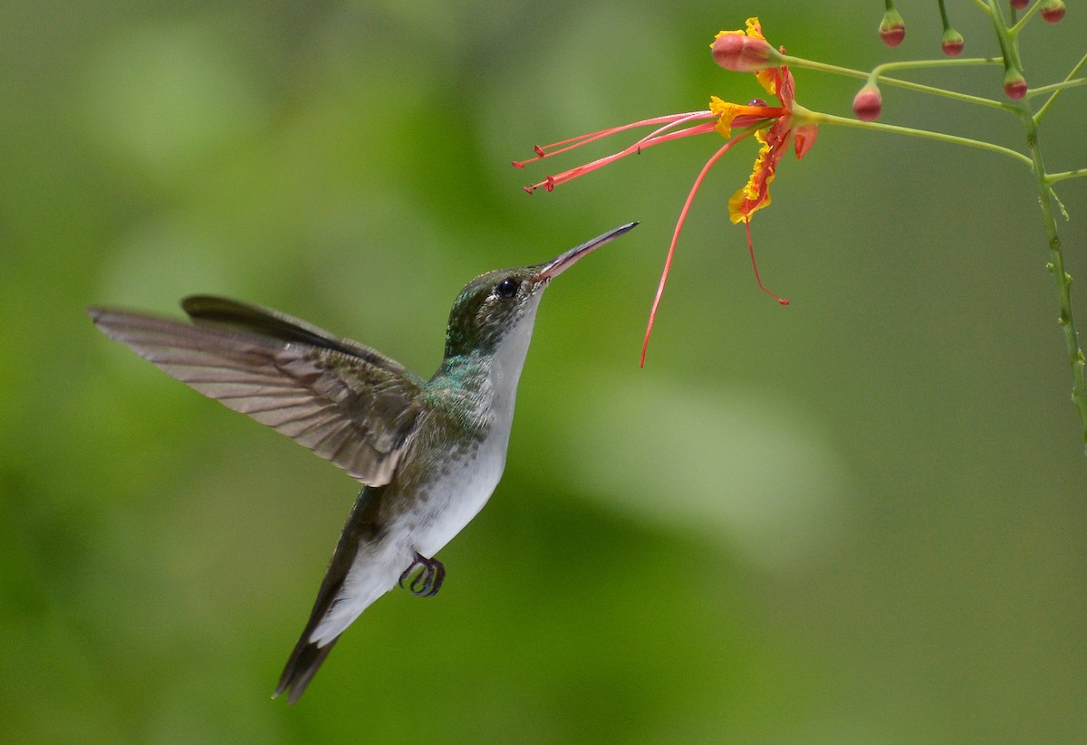 White-bellied Emerald - Jorge Dangel