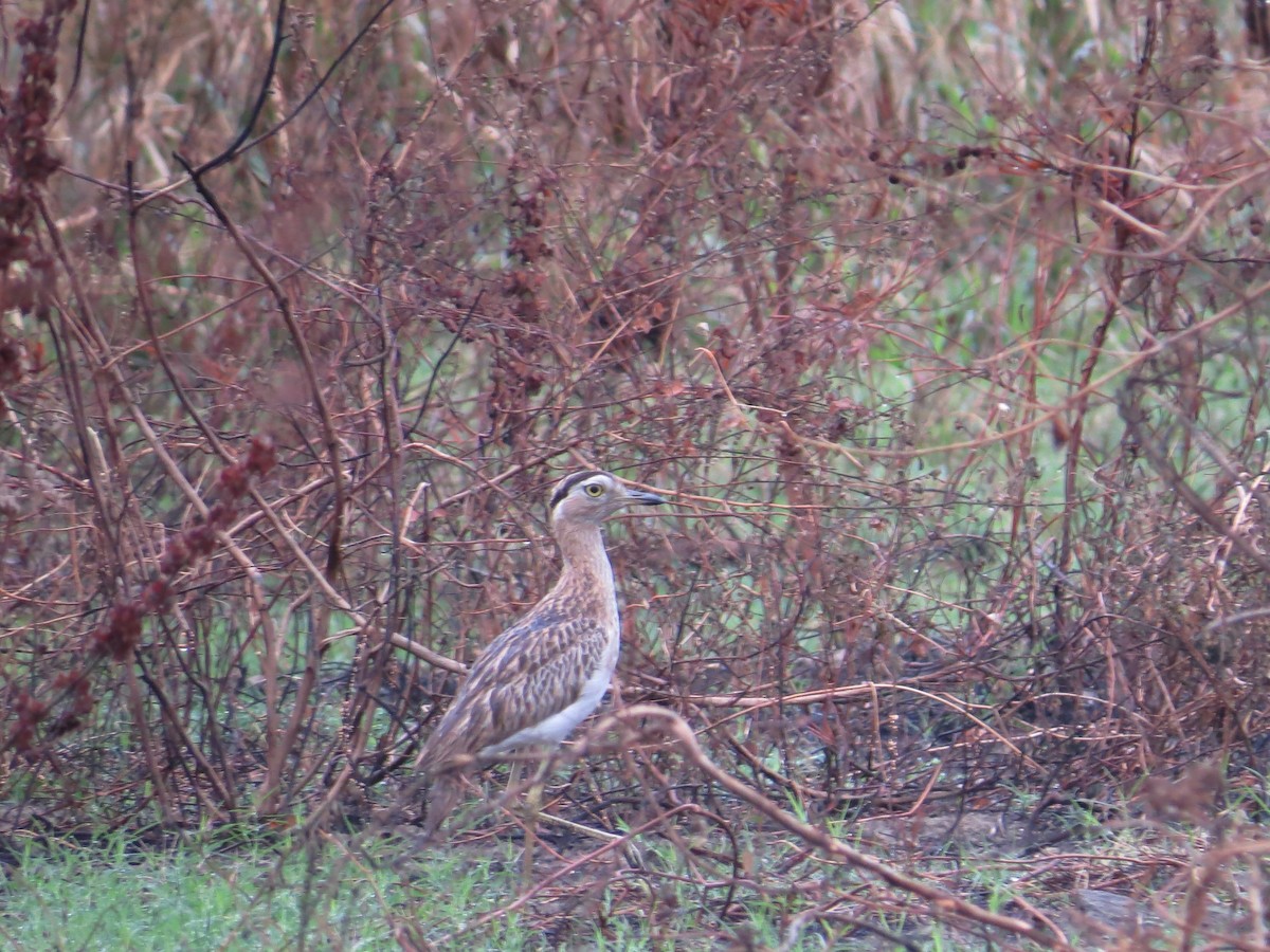 Double-striped Thick-knee - Scarlet  Cordero Seijas