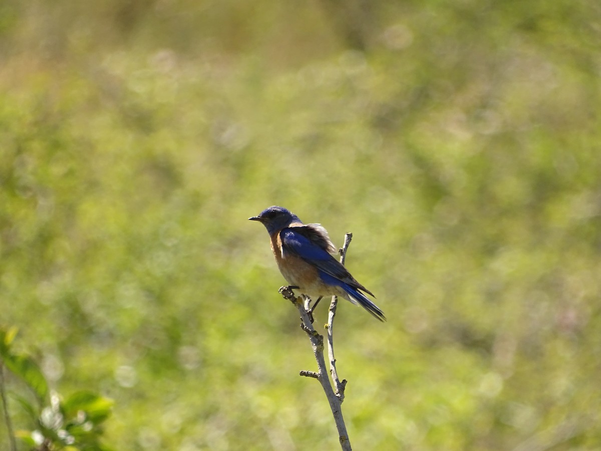 Western Bluebird - ML331204871