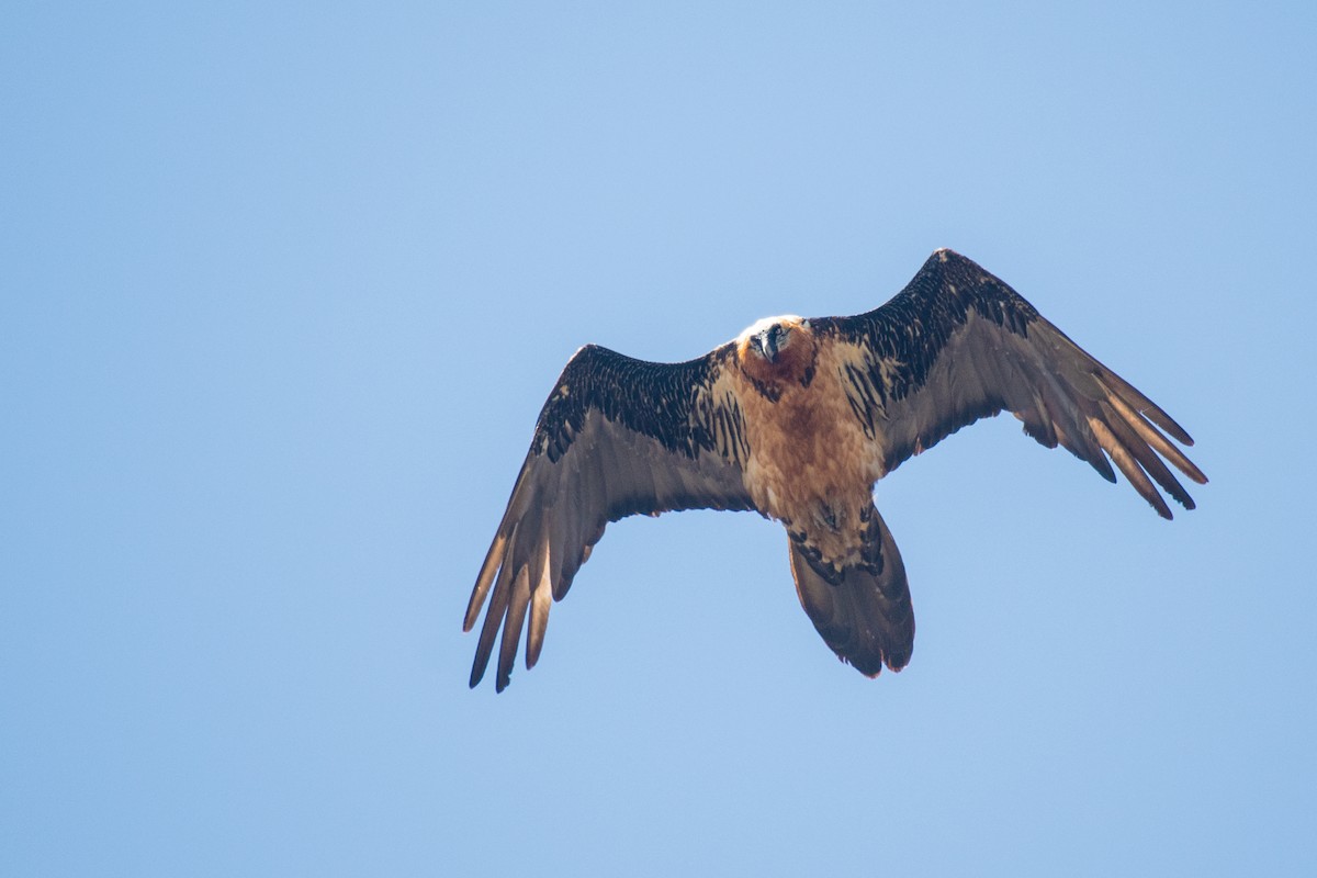 Bearded Vulture - ML331205411