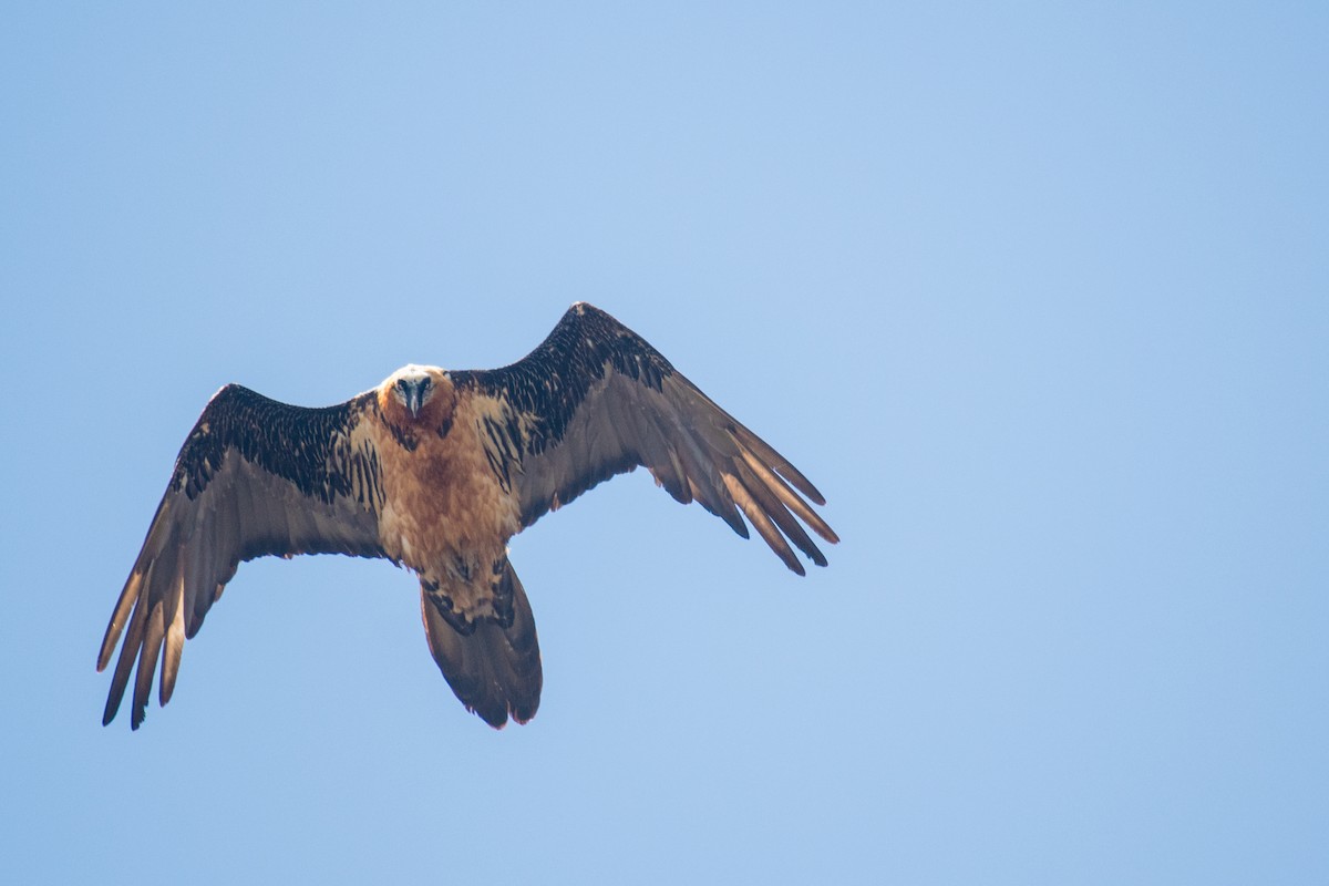 Bearded Vulture - ML331205421