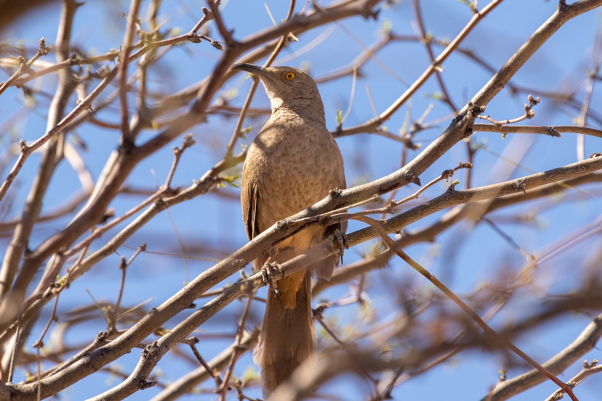 Curve-billed Thrasher - ML331205741